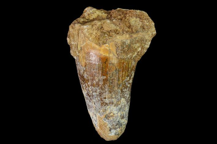 Cretaceous Fossil Crocodile Tooth - Morocco #140567